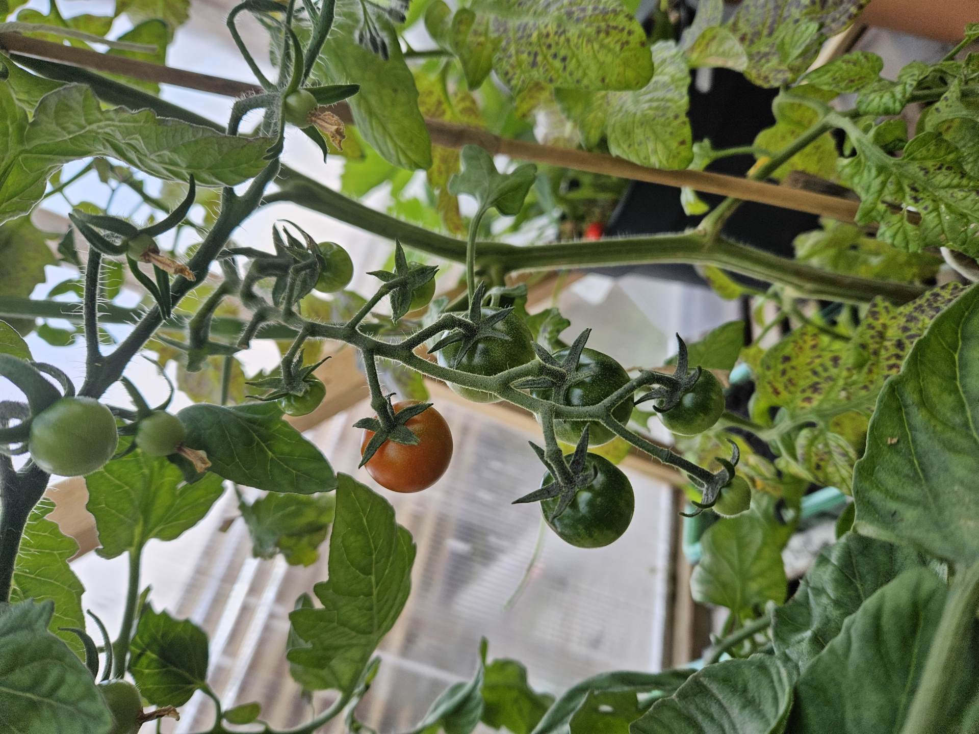 Freshly Grown Unripe Tomatoes